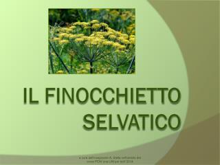 Il finocchietto selvatico