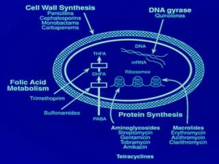 Beta-lactam antibiotics Penicillins Target - Cell wall - interfere with cross linking