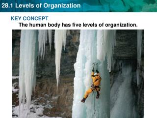 KEY CONCEPT The human body has five levels of organization.