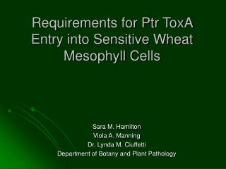 Requirements for Ptr ToxA Entry into Sensitive Wheat Mesophyll Cells