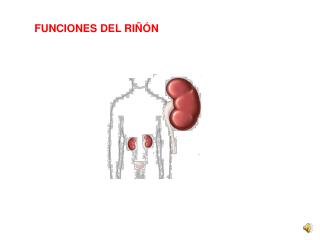 FUNCIONES DEL RIÑÓN