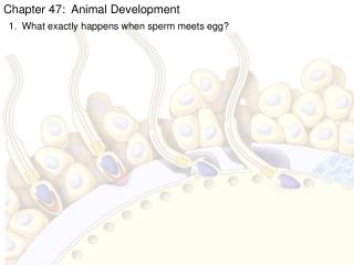 Chapter 47: Animal Development