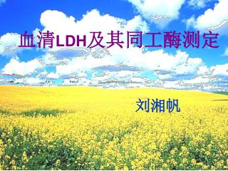 血清 LDH 及其同工酶测定