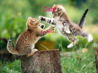 Cats