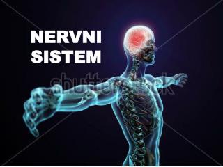 NERVNI SISTEM