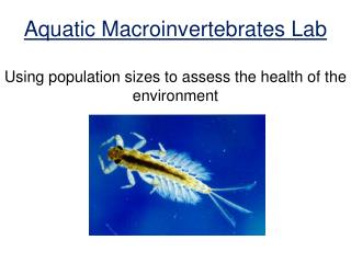 Aquatic Macroinvertebrates Lab