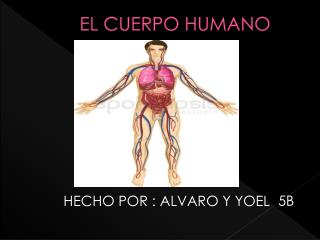EL CUERPO HUMANO
