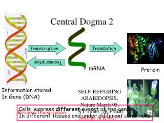 Central Dogma 2