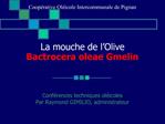 La mouche de l Olive Bactrocera oleae Gmelin