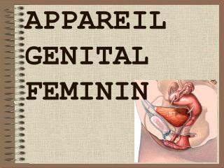 APPAREIL GENITAL FEMININ