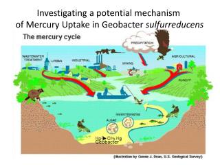 Geobacter