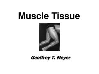 Muscle Tissue