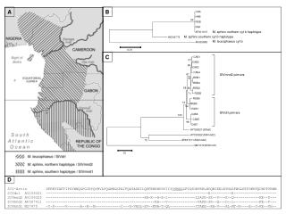 M. sphinx northern cyt b haplotype