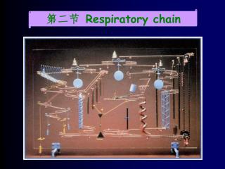 第二节 R espiratory chain