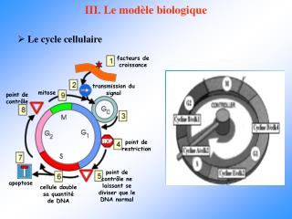 III. Le modèle biologique