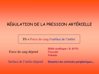 RÉGULATION DE LA PRESSION ARTÉRIELLE