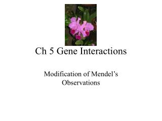 Ch 5 Gene Interactions