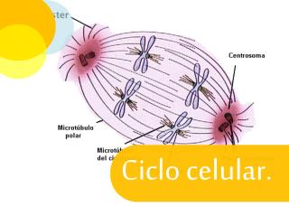 Ciclo celular.