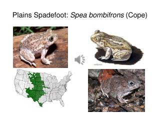 Plains Spadefoot: Spea bombifrons (Cope)