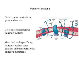 Uptake of nutrients