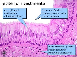 epiteli di rivestimento