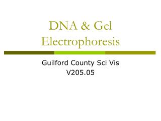DNA &amp; Gel Electrophoresis