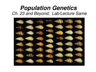 Population Genetics Ch. 23 and Beyond; Lab/Lecture Same