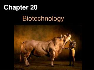 Chapter 20