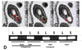 Hpa II Dde I endogenous