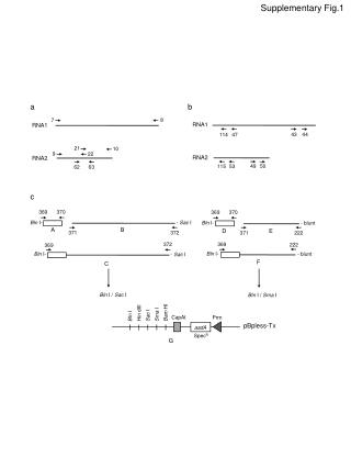 RNA1