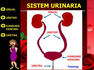 Ureter cross section PowerPoint (PPT) Presentations, Ureter cross ...