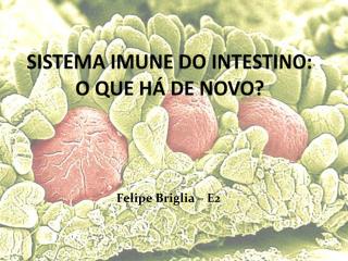 SISTEMA IMUNE DO INTESTINO: O QUE HÁ DE NOVO?