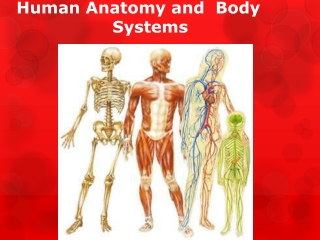 Human Anatomy and Body 									Systems