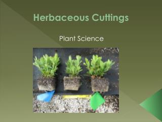 Herbaceous Cuttings