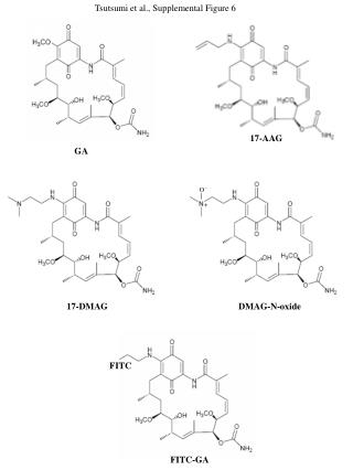 17-AAG