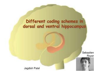 Different coding schemes in dorsal and ventral hippocampus