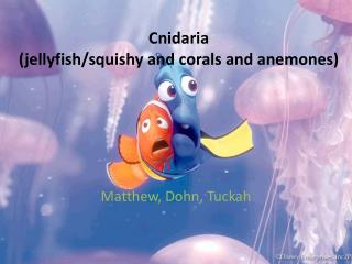 Cnidaria (jellyfish/squishy and corals and anemones)