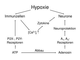 Hypoxie