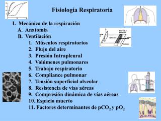 Fisiología Respiratoria I. Mecánica de la respiración A. Anatomía B. Ventilación