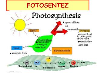 FOTOSENTEZ