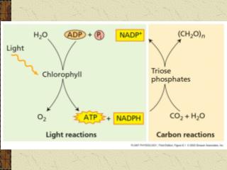 3.3.3 碳素的同化 CO 2 assimilation