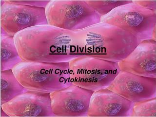 Cell Division