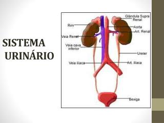 SISTEMA URINÁRIO