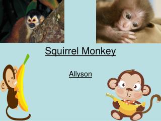 Squirrel Monkey