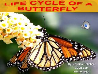 LIFE CYCLE OF A BUTTERFLY