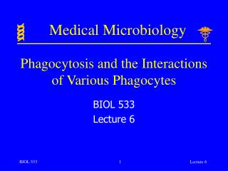 Phagocytosis and the Interactions of Various Phagocytes