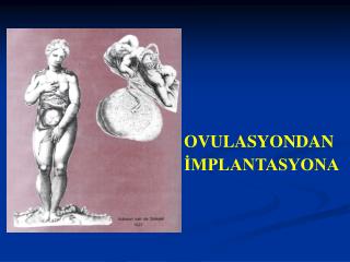 OVULASYONDAN İMPLANTASYONA