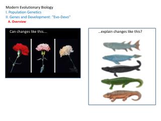 Modern Evolutionary Biology I. Population Genetics II. Genes and Development: &quot;Evo-Devo&quot;