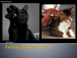 Feline Leukemia Virus