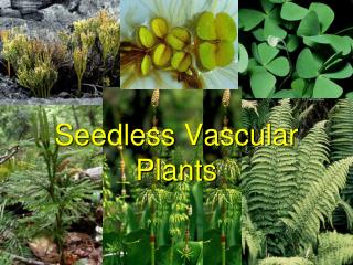 Seedless Vascular Plants